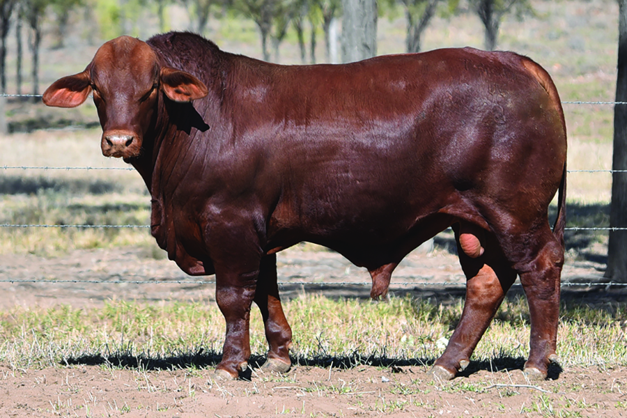 Stud cattle sale results 21 Sept 27 Sept